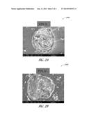 SEED LAYER FOR SOLAR CELL CONDUCTIVE CONTACT diagram and image