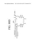 KDR AND VEGF/KDR BINDING PEPTIDES AND THEIR USE IN DIAGNOSIS AND THERAPY diagram and image