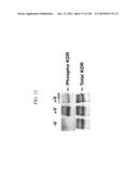 KDR AND VEGF/KDR BINDING PEPTIDES AND THEIR USE IN DIAGNOSIS AND THERAPY diagram and image