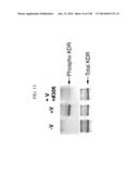 KDR AND VEGF/KDR BINDING PEPTIDES AND THEIR USE IN DIAGNOSIS AND THERAPY diagram and image