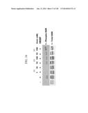 KDR AND VEGF/KDR BINDING PEPTIDES AND THEIR USE IN DIAGNOSIS AND THERAPY diagram and image