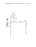 KDR AND VEGF/KDR BINDING PEPTIDES AND THEIR USE IN DIAGNOSIS AND THERAPY diagram and image