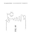 KDR AND VEGF/KDR BINDING PEPTIDES AND THEIR USE IN DIAGNOSIS AND THERAPY diagram and image