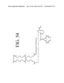 KDR AND VEGF/KDR BINDING PEPTIDES AND THEIR USE IN DIAGNOSIS AND THERAPY diagram and image