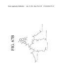 KDR AND VEGF/KDR BINDING PEPTIDES AND THEIR USE IN DIAGNOSIS AND THERAPY diagram and image