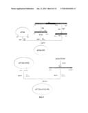 CARIOUS TOOTH VACCINE AND PREPARATION METHOD diagram and image