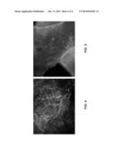 Hybrid Tissue Scaffold For Tissue Engineering diagram and image