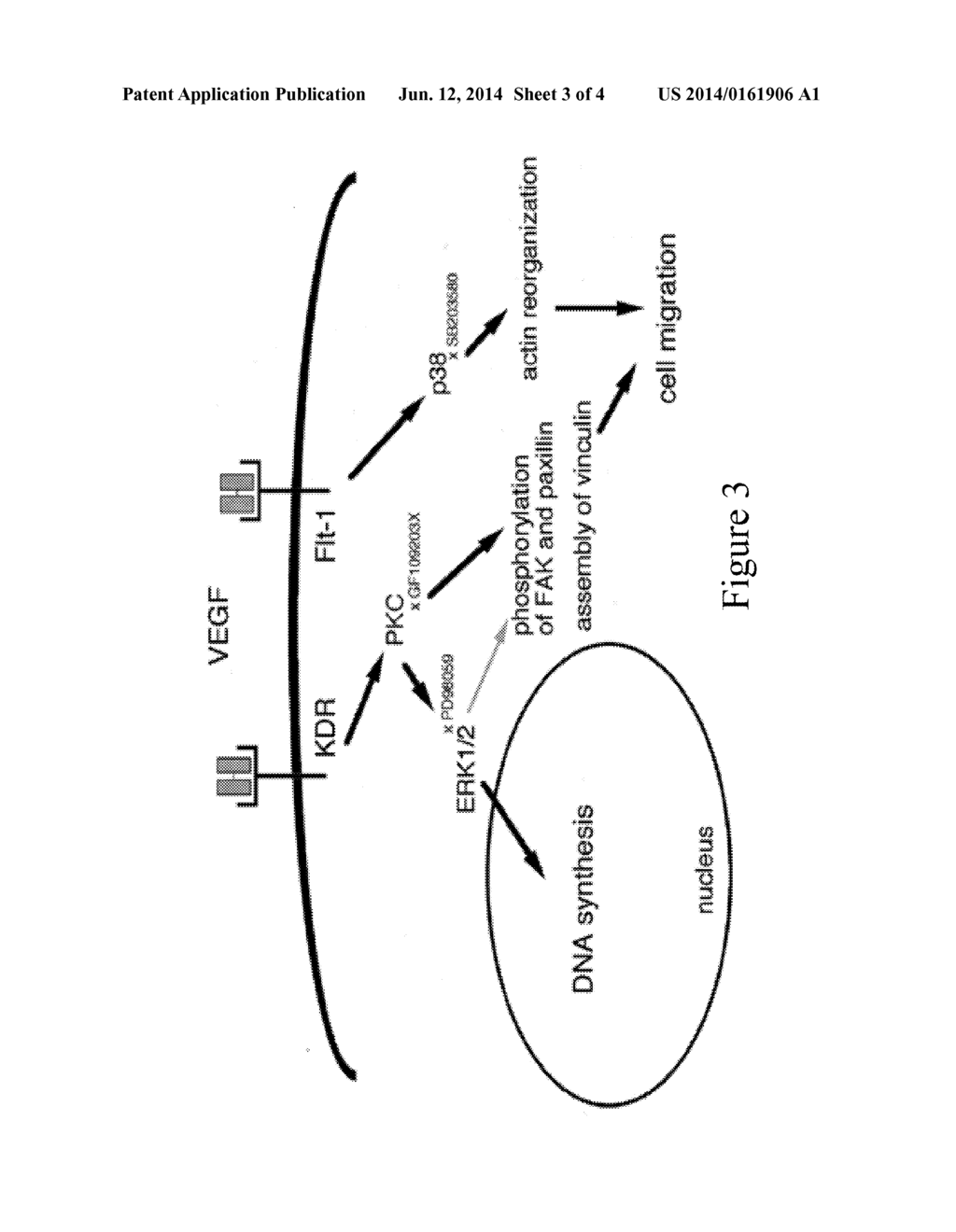 USE OF ANGIOGENESIS ANTAGONISTS IN CONDITIONS OF ABNORMAL VENOUS     PROLIFERATION - diagram, schematic, and image 04