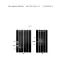 ISOTHERMAL NUCLEIC ACID AMPLIFICATION REACTOR WITH INTEGRATED SOLID STATE     MEMBRANE diagram and image