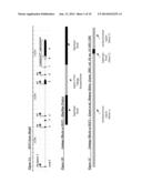 NOVEL SINGLE NUCLEOTIDE POLYMORPHISMS AND COMBINATIONS OF NOVEL AND KNOWN     POLYMORPHISMS FOR DETERMINING THE ALLELE-SPECIFIC EXPRESSION OF THE IGF2     GENE diagram and image