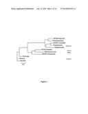 DGAT GENES COMPRISING PLECKSTRIN HOMOLOGY DOMAINS AND METHODS OF USE FOR     TRIGLYCERIDE PRODUCTION IN RECOMBINANT MICROORGANISMS diagram and image