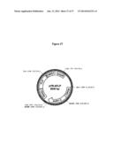 XYLOSE-FERMENTING MICROORGANISM diagram and image