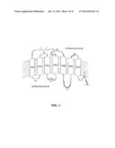 METHOD AND COMPOSITION FOR CRYSTALLIZING A GPCR diagram and image