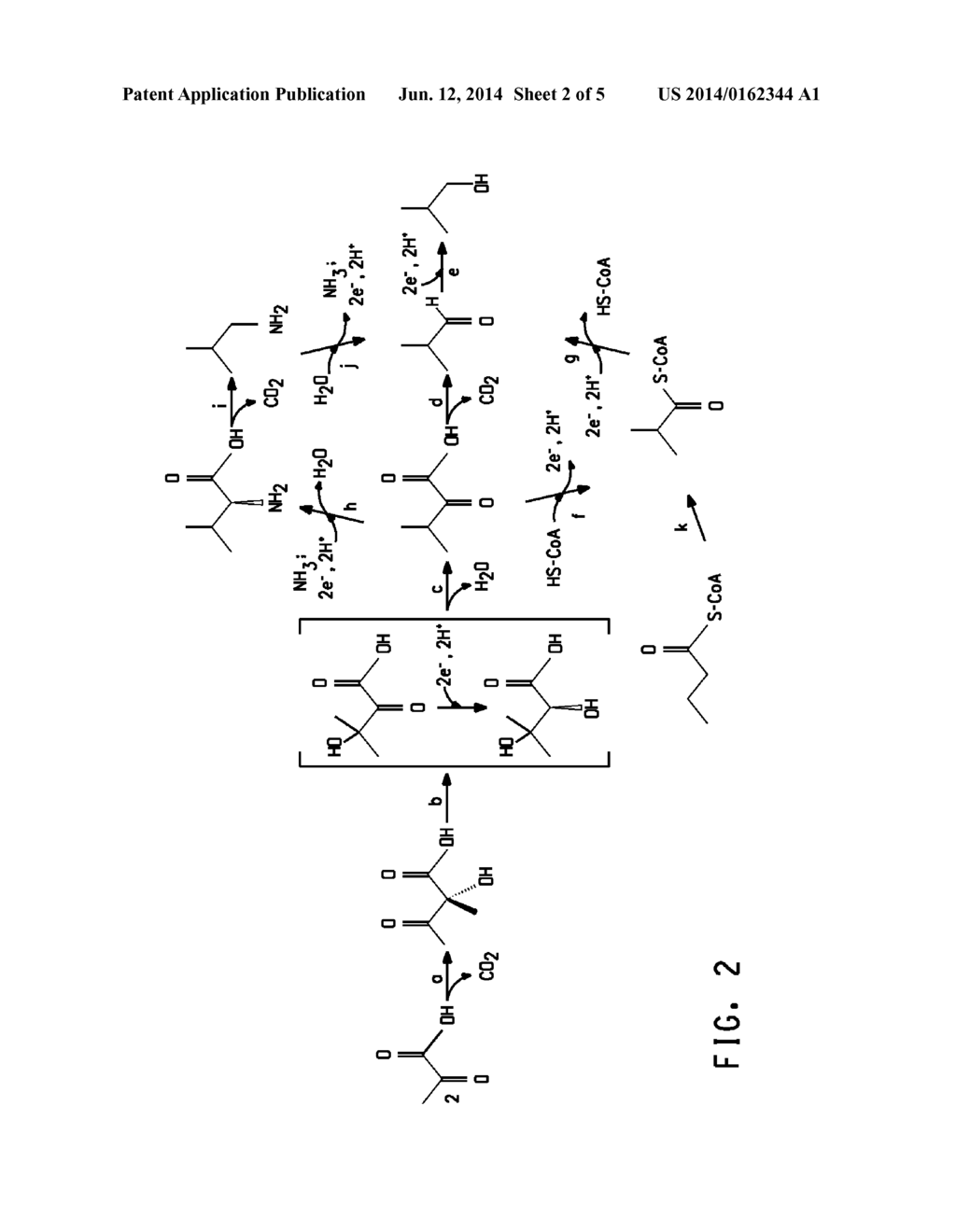 IN SITU EXPRESSION OF LIPASE FOR ENZYMATIC PRODUCTION OF ALCOHOL ESTERS     DURING FERMENTATION - diagram, schematic, and image 03