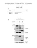 ERAP1-DERIVED PEPTIDE AND USE THEREOF diagram and image