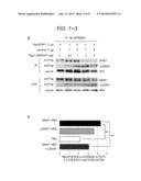 ERAP1-DERIVED PEPTIDE AND USE THEREOF diagram and image