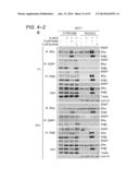 ERAP1-DERIVED PEPTIDE AND USE THEREOF diagram and image