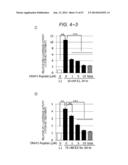 ERAP1-DERIVED PEPTIDE AND USE THEREOF diagram and image