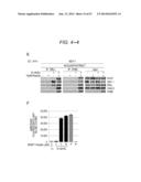 ERAP1-DERIVED PEPTIDE AND USE THEREOF diagram and image