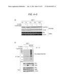 ERAP1-DERIVED PEPTIDE AND USE THEREOF diagram and image