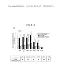 ERAP1-DERIVED PEPTIDE AND USE THEREOF diagram and image