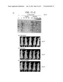 ERAP1-DERIVED PEPTIDE AND USE THEREOF diagram and image