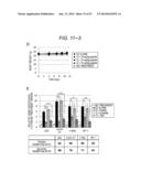 ERAP1-DERIVED PEPTIDE AND USE THEREOF diagram and image