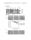 ERAP1-DERIVED PEPTIDE AND USE THEREOF diagram and image