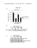 ERAP1-DERIVED PEPTIDE AND USE THEREOF diagram and image