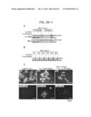 ERAP1-DERIVED PEPTIDE AND USE THEREOF diagram and image