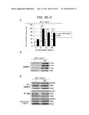 ERAP1-DERIVED PEPTIDE AND USE THEREOF diagram and image