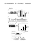 ERAP1-DERIVED PEPTIDE AND USE THEREOF diagram and image