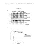 ERAP1-DERIVED PEPTIDE AND USE THEREOF diagram and image