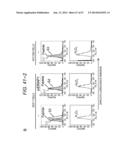 ERAP1-DERIVED PEPTIDE AND USE THEREOF diagram and image