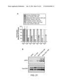 Scaffold-Kinase Interaction Blockades and Uses Thereof in Treating Cancer diagram and image