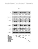 NOVEL MODULATORS OF DEVELOPMENT OF ADIPOCYTE AND CANCER CELLS diagram and image