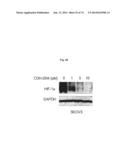 NOVEL MODULATORS OF DEVELOPMENT OF ADIPOCYTE AND CANCER CELLS diagram and image