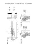 MICRO-RNAS AND COMPOSITIONS COMPRISING SAME FOR THE TREATMENT AND     DIAGNOSIS OF SEROTONIN-, ADRENALIN-, NORADRENALIN-, GLUTAMATE-, AND     CORTICOTROPIN-RELEASING HORMONE- ASSOCIATED MEDICAL CONDITIONS diagram and image