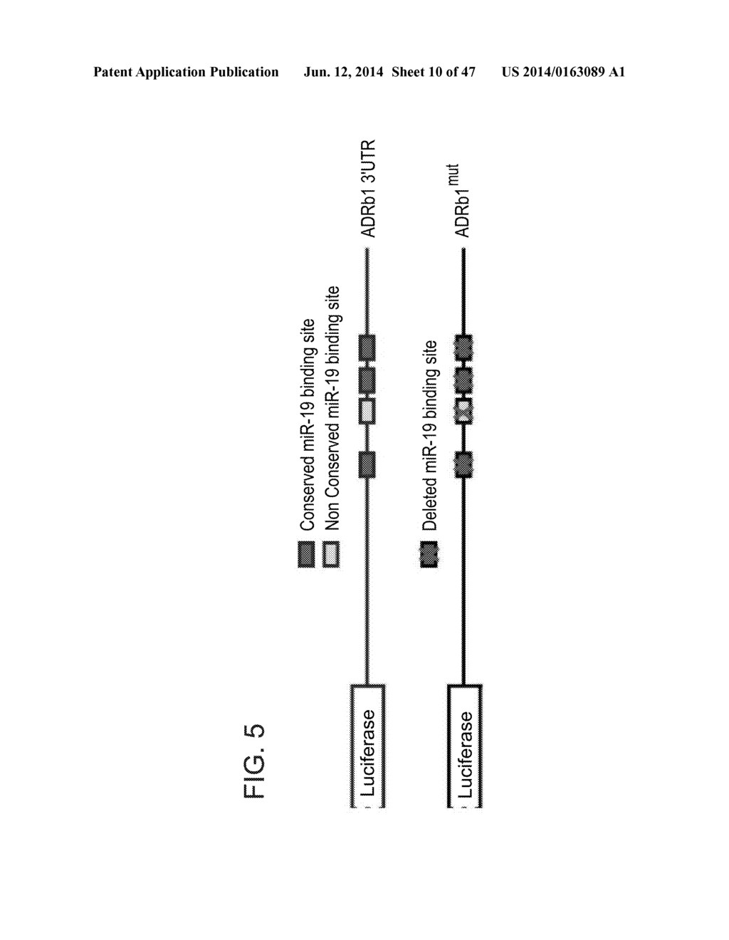 MICRO-RNAS AND COMPOSITIONS COMPRISING SAME FOR THE TREATMENT AND     DIAGNOSIS OF SEROTONIN-, ADRENALIN-, NORADRENALIN-, GLUTAMATE-, AND     CORTICOTROPIN-RELEASING HORMONE- ASSOCIATED MEDICAL CONDITIONS - diagram, schematic, and image 11