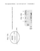 MICRO-RNAS AND COMPOSITIONS COMPRISING SAME FOR THE TREATMENT AND     DIAGNOSIS OF SEROTONIN-, ADRENALIN-, NORADRENALIN-, GLUTAMATE-, AND     CORTICOTROPIN-RELEASING HORMONE- ASSOCIATED MEDICAL CONDITIONS diagram and image