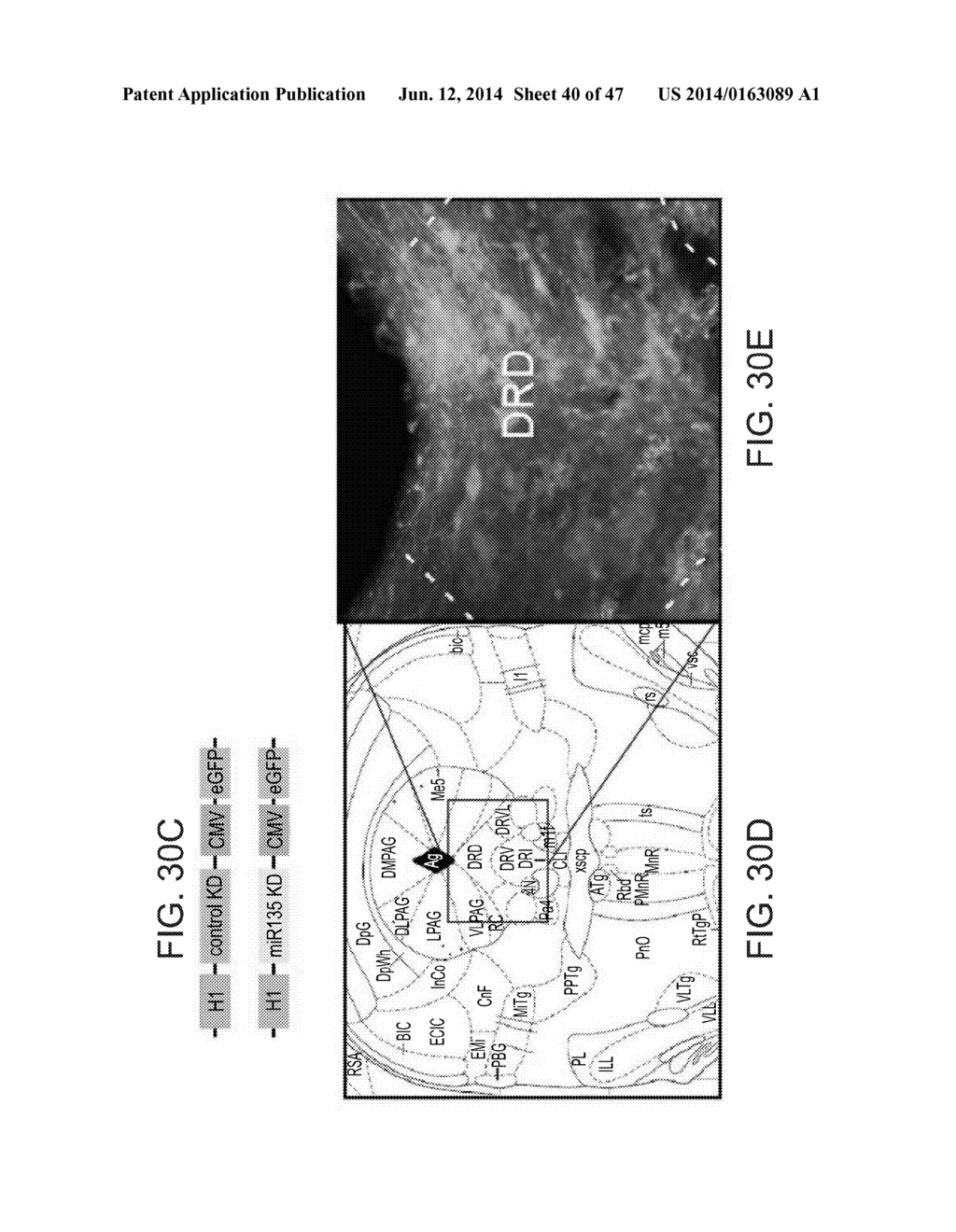 MICRO-RNAS AND COMPOSITIONS COMPRISING SAME FOR THE TREATMENT AND     DIAGNOSIS OF SEROTONIN-, ADRENALIN-, NORADRENALIN-, GLUTAMATE-, AND     CORTICOTROPIN-RELEASING HORMONE- ASSOCIATED MEDICAL CONDITIONS - diagram, schematic, and image 41