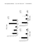 MICRO-RNAS AND COMPOSITIONS COMPRISING SAME FOR THE TREATMENT AND     DIAGNOSIS OF SEROTONIN-, ADRENALIN-, NORADRENALIN-, GLUTAMATE-, AND     CORTICOTROPIN-RELEASING HORMONE- ASSOCIATED MEDICAL CONDITIONS diagram and image