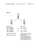 NOVEL SINGLE NUCLEOTIDE POLYMORPHISMS AND COMBINATIONS OF NOVEL AND KNOWN     POLYMORPHISMS FOR DETERMINING THE ALLELE-SPECIFIC EXPRESSION OF THE IGF2     GENE diagram and image