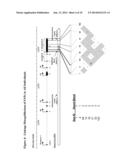 NOVEL SINGLE NUCLEOTIDE POLYMORPHISMS AND COMBINATIONS OF NOVEL AND KNOWN     POLYMORPHISMS FOR DETERMINING THE ALLELE-SPECIFIC EXPRESSION OF THE IGF2     GENE diagram and image