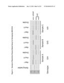 NOVEL SINGLE NUCLEOTIDE POLYMORPHISMS AND COMBINATIONS OF NOVEL AND KNOWN     POLYMORPHISMS FOR DETERMINING THE ALLELE-SPECIFIC EXPRESSION OF THE IGF2     GENE diagram and image