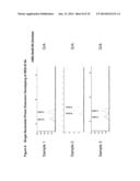 NOVEL SINGLE NUCLEOTIDE POLYMORPHISMS AND COMBINATIONS OF NOVEL AND KNOWN     POLYMORPHISMS FOR DETERMINING THE ALLELE-SPECIFIC EXPRESSION OF THE IGF2     GENE diagram and image