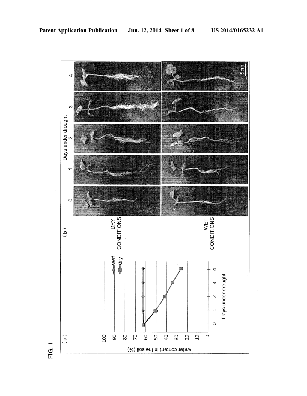 NOVEL GENE INDUCING ELONGATION OF ROOTS OR INCREASING BIOMASS, AND USE     THEREFOR - diagram, schematic, and image 02