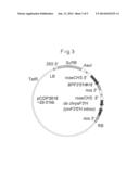 CINERARIA-DERIVED CHROMOSOMAL DNA INVOLVED IN SYNTHESIS OF FLAVONOID, AND     USE THEREOF diagram and image