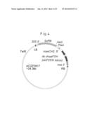 CINERARIA-DERIVED CHROMOSOMAL DNA INVOLVED IN SYNTHESIS OF FLAVONOID, AND     USE THEREOF diagram and image