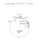 CINERARIA-DERIVED CHROMOSOMAL DNA INVOLVED IN SYNTHESIS OF FLAVONOID, AND     USE THEREOF diagram and image